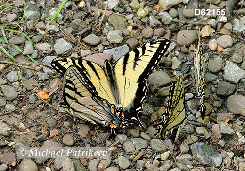 Eastern Tiger Swallowtail (Papilio glaucus)
